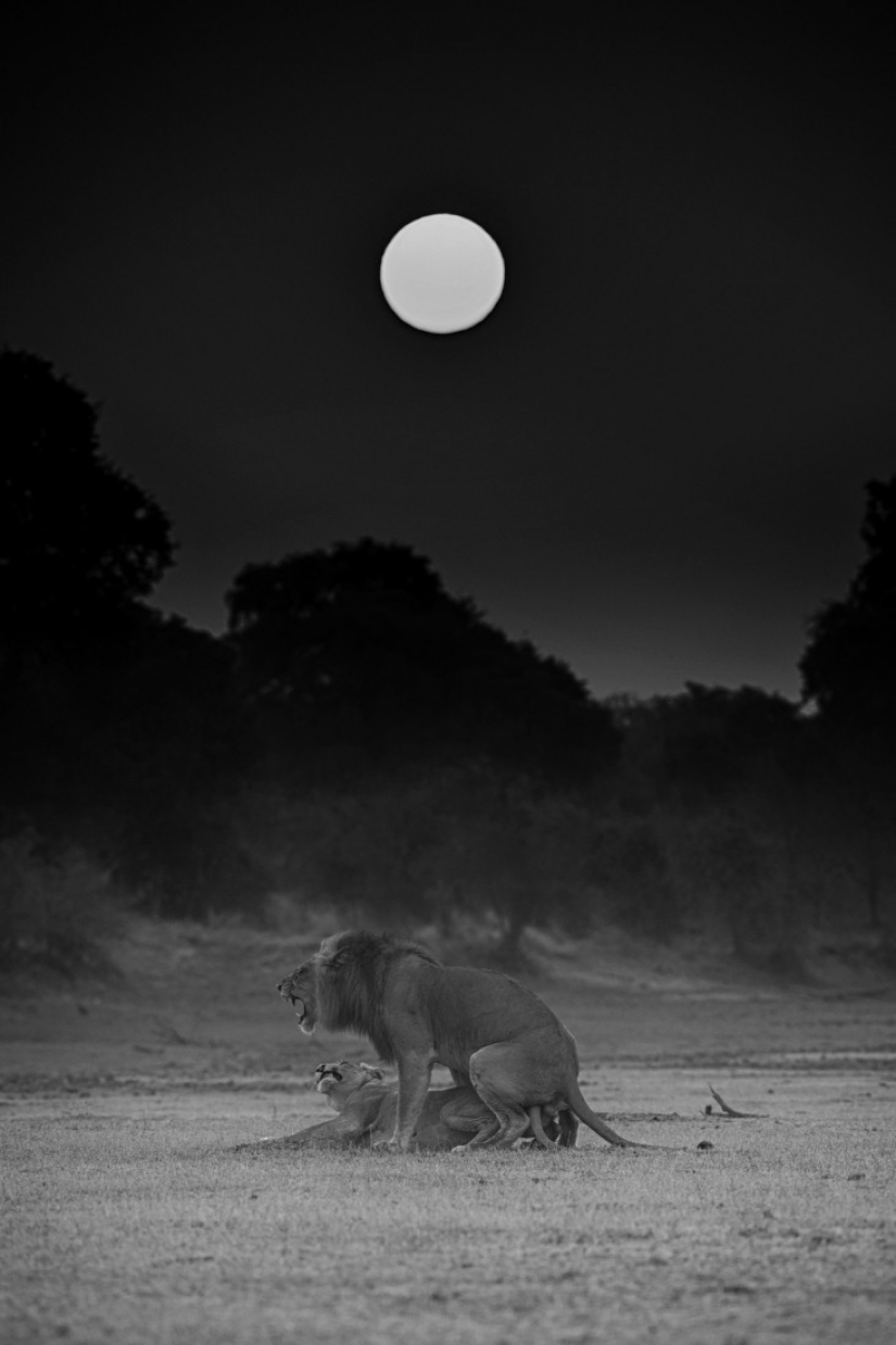 The best photos from the monochrome photography contest MonoVisions Photography Awards 2021