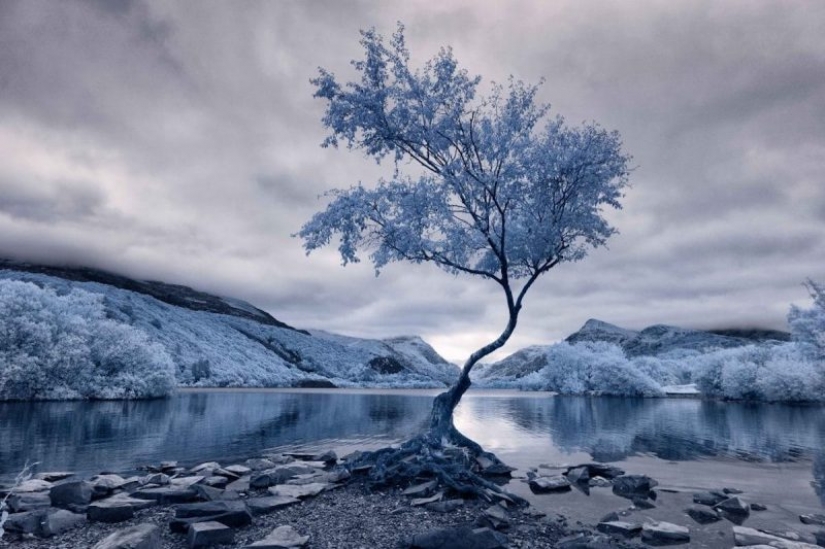 The best works of infrared photography contest Life in Another Light The best works of infrared photography contest Life in Another Light