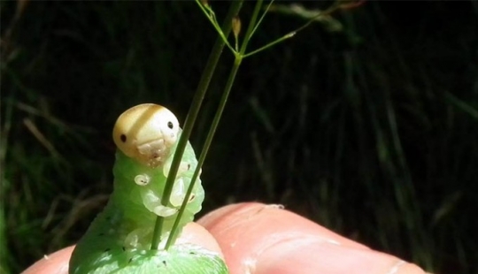 The caterpillar has become an internet star