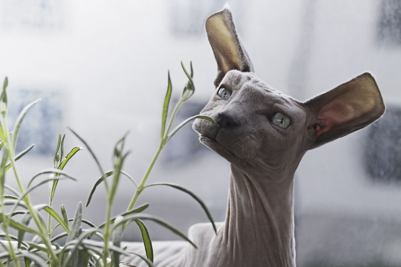 The designer makes animals in the style of Minecraft