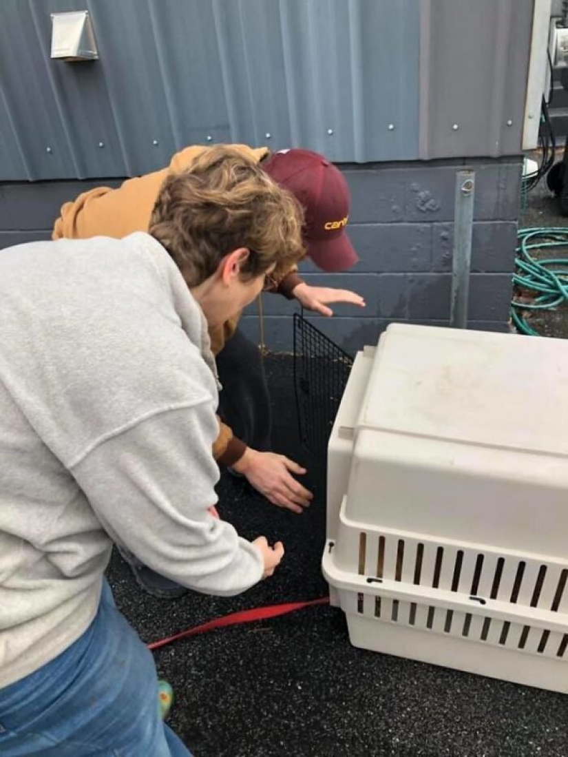 The dog that saved the family during the tornado, returned home after two months