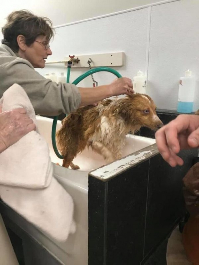 The dog that saved the family during the tornado, returned home after two months