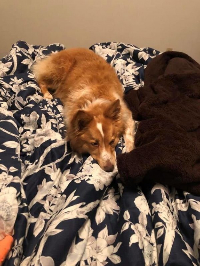 The dog that saved the family during the tornado, returned home after two months