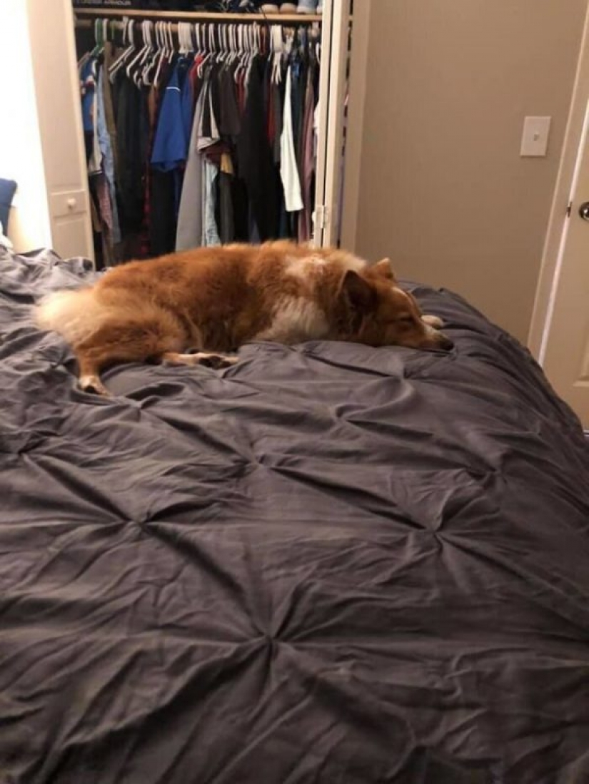 The dog that saved the family during the tornado, returned home after two months