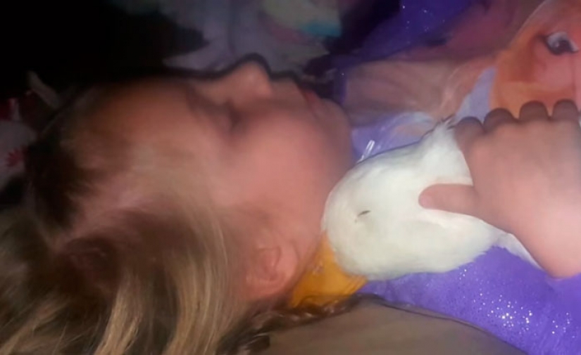 The duck considers a 5-year-old girl to be his mother The duck considers a 5-year-old girl to be his mother