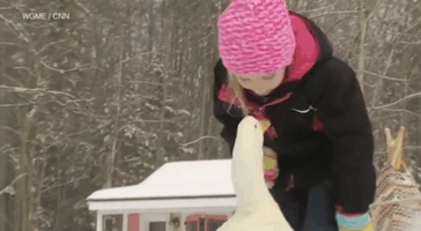 The duck considers a 5-year-old girl to be his mother The duck considers a 5-year-old girl to be his mother