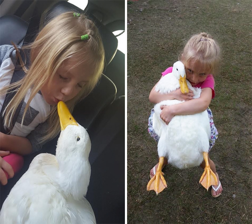 The duck considers a 5-year-old girl to be his mother The duck considers a 5-year-old girl to be his mother