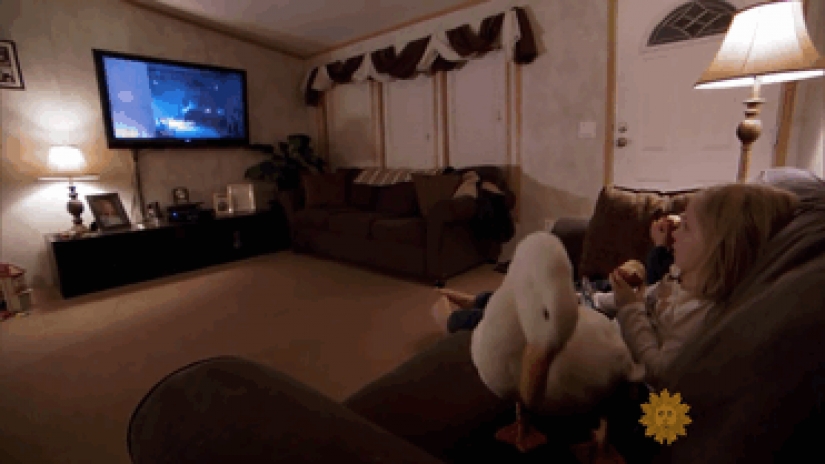 The duck considers a 5-year-old girl to be his mother The duck considers a 5-year-old girl to be his mother