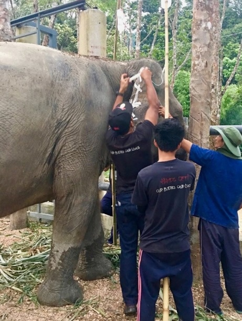 The elephant was depressed and did not want to live until she met a new friend