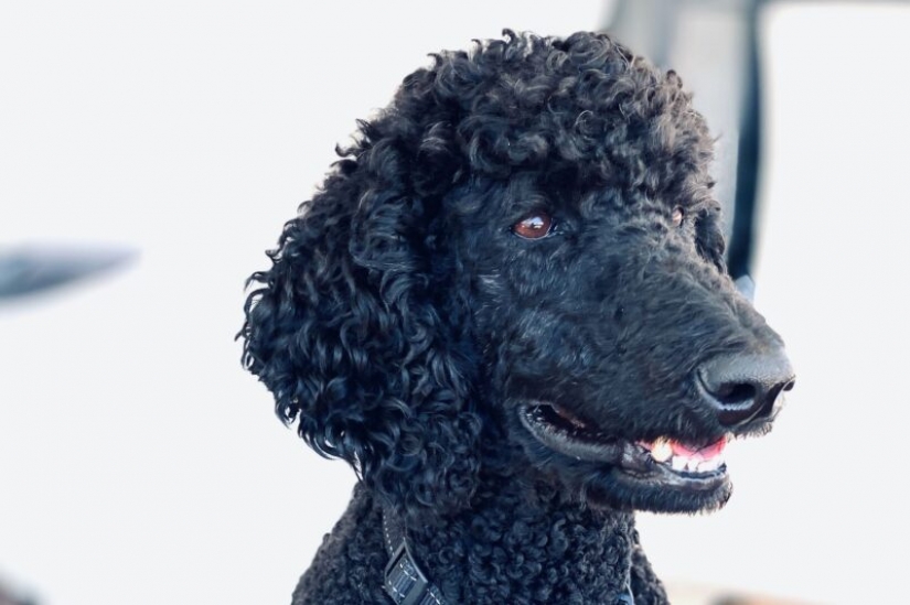 The fraudster faked her death, but she was given away by a black poodle The fraudster faked her death, but she was given away by a black poodle