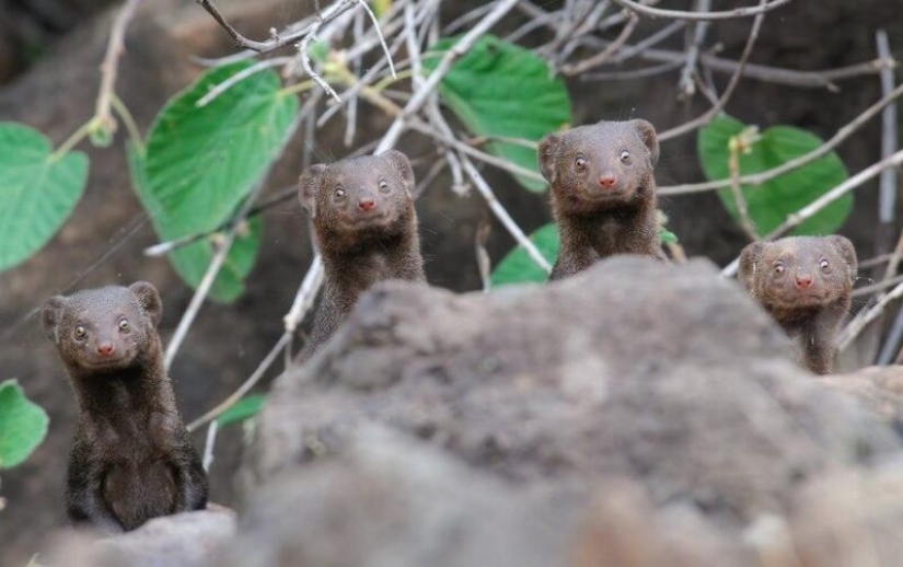 The funniest photos of wild animals from the finalists of the Comedy Wildlife Photography Awards 2020