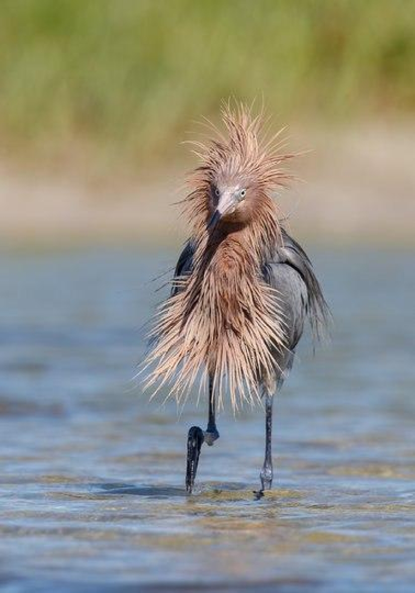 The funniest photos of wild animals from the finalists of the Comedy Wildlife Photography Awards 2020