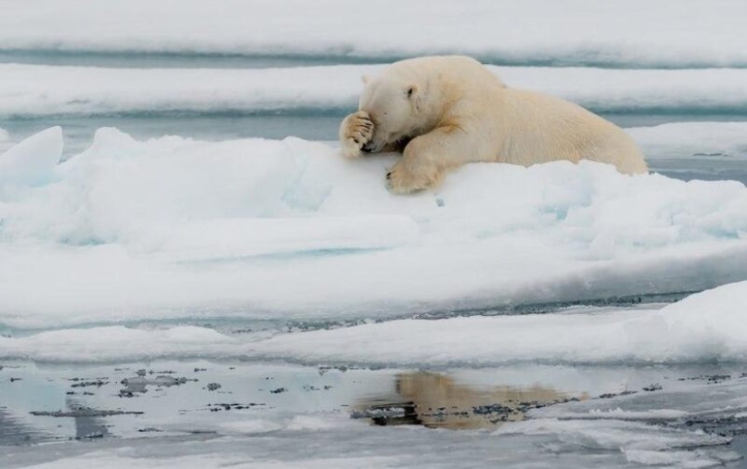 The funniest photos of wild animals from the finalists of the Comedy Wildlife Photography Awards 2020