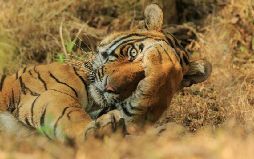 The funniest photos of wild animals from the finalists of the Comedy Wildlife Photography Awards 2020