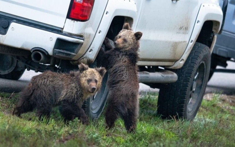 The funniest photos of wild animals from the finalists of the Comedy Wildlife Photography Awards 2020
