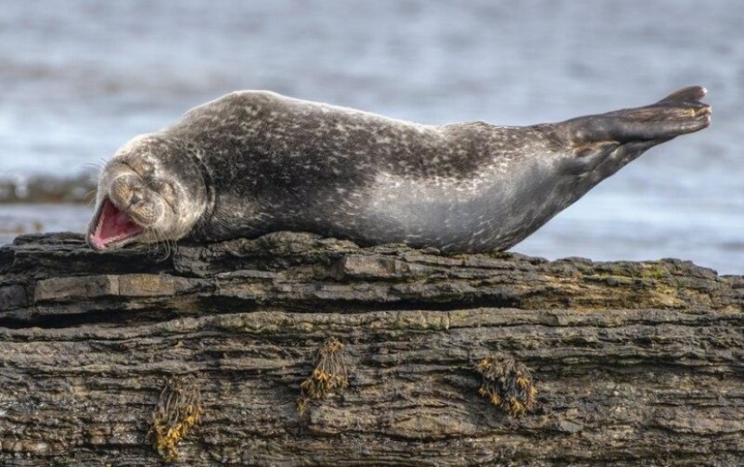 The funniest photos of wild animals from the finalists of the Comedy Wildlife Photography Awards 2020