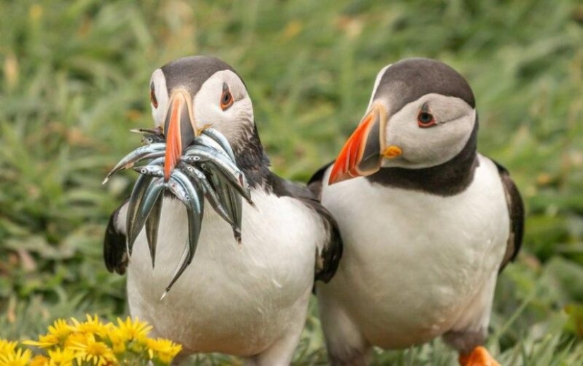 The funniest photos of wild animals from the finalists of the Comedy Wildlife Photography Awards 2020