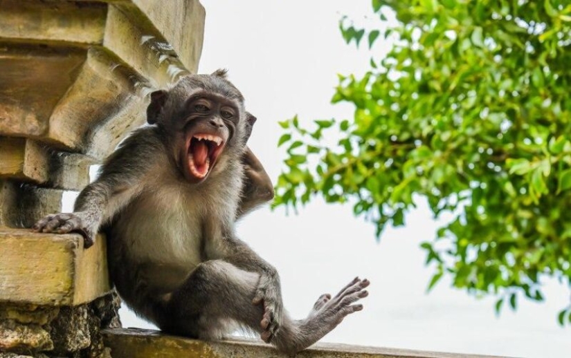 The funniest photos of wild animals from the finalists of the Comedy Wildlife Photography Awards 2020