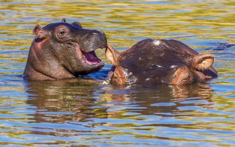The funniest photos of wild animals from the finalists of the Comedy Wildlife Photography Awards 2020