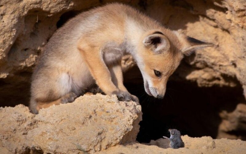 The funniest photos of wild animals from the finalists of the Comedy Wildlife Photography Awards 2020