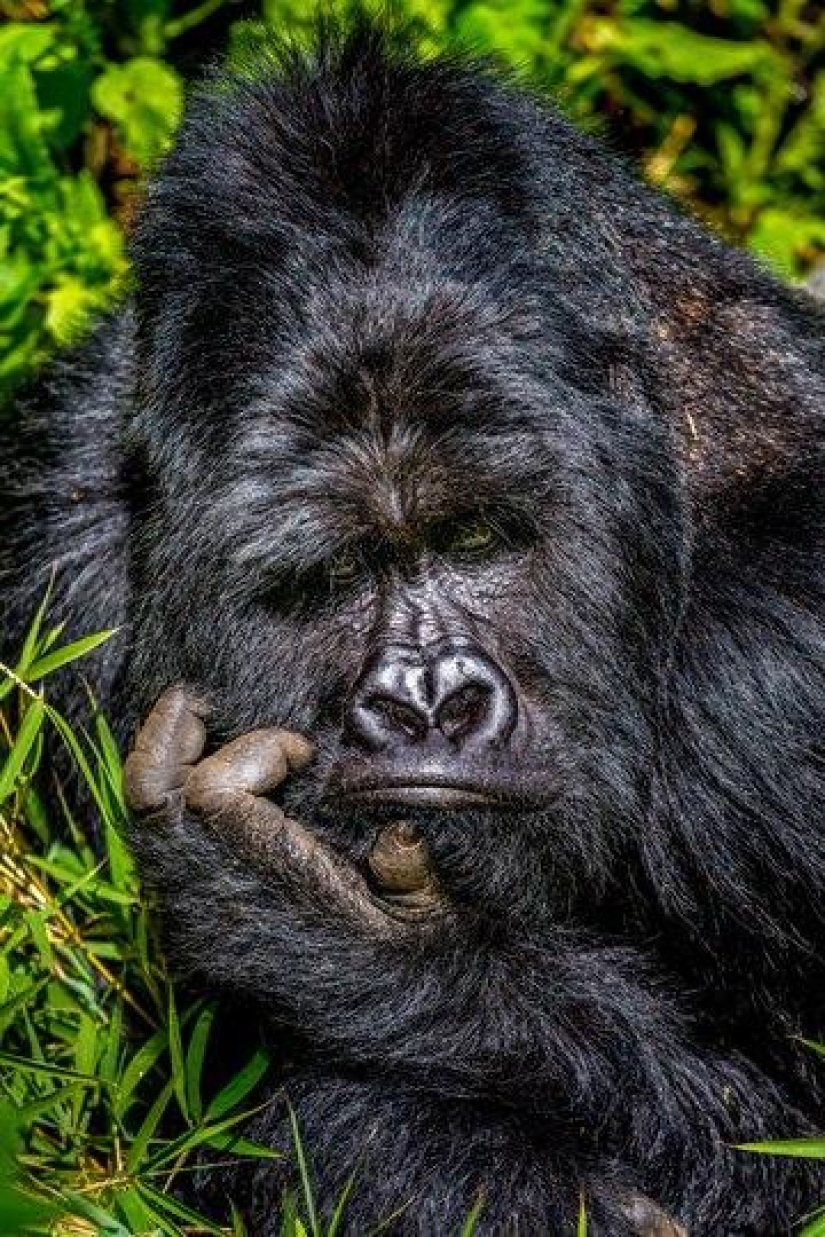 The funniest photos of wild animals from the finalists of the Comedy Wildlife Photography Awards 2020
