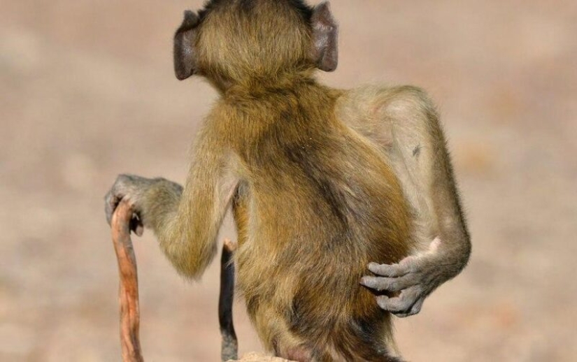 The funniest photos of wild animals from the finalists of the Comedy Wildlife Photography Awards 2020