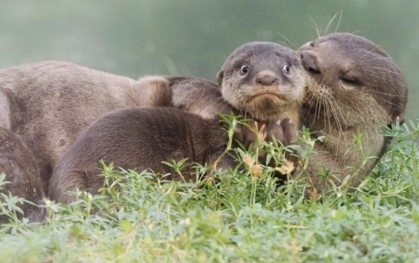 The funniest photos of wild animals from the finalists of the Comedy Wildlife Photography Awards 2020
