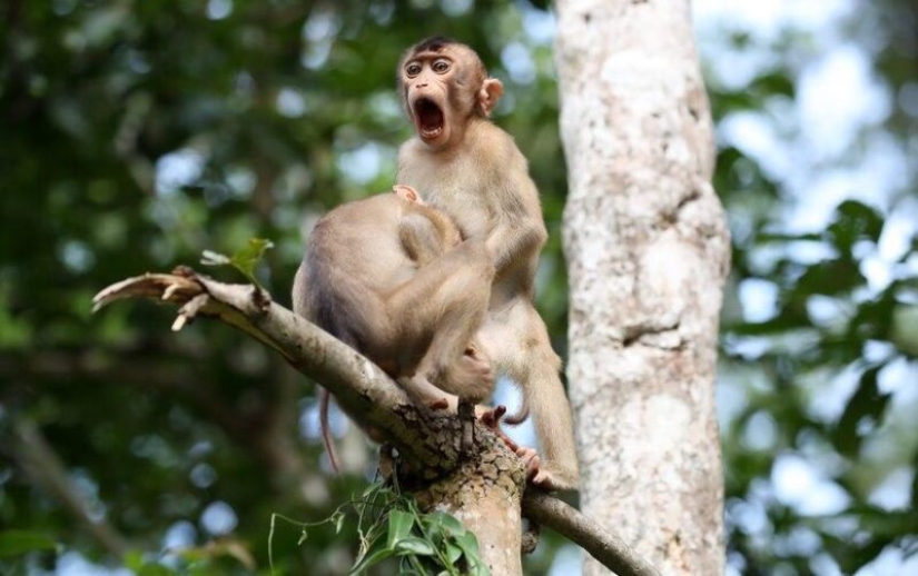 The funniest photos of wild animals from the finalists of the Comedy Wildlife Photography Awards 2020