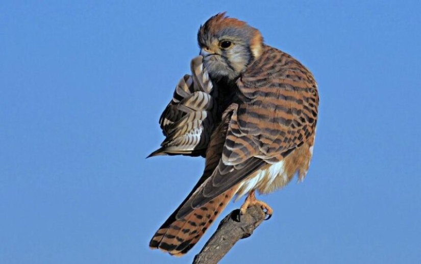 The funniest photos of wild animals from the finalists of the Comedy Wildlife Photography Awards 2020