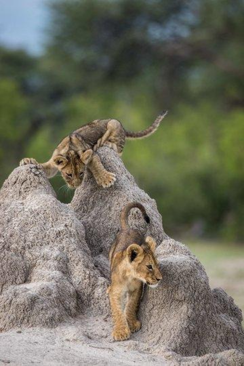 The funniest photos of wild animals from the finalists of the Comedy Wildlife Photography Awards 2020