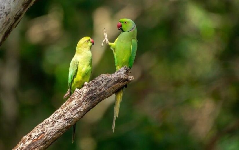 The funniest photos of wild animals from the finalists of the Comedy Wildlife Photography Awards 2020