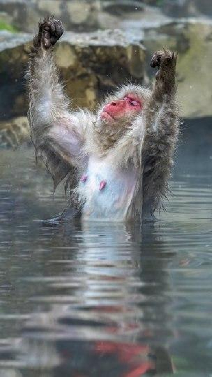 The funniest photos of wild animals from the finalists of the Comedy Wildlife Photography Awards 2020