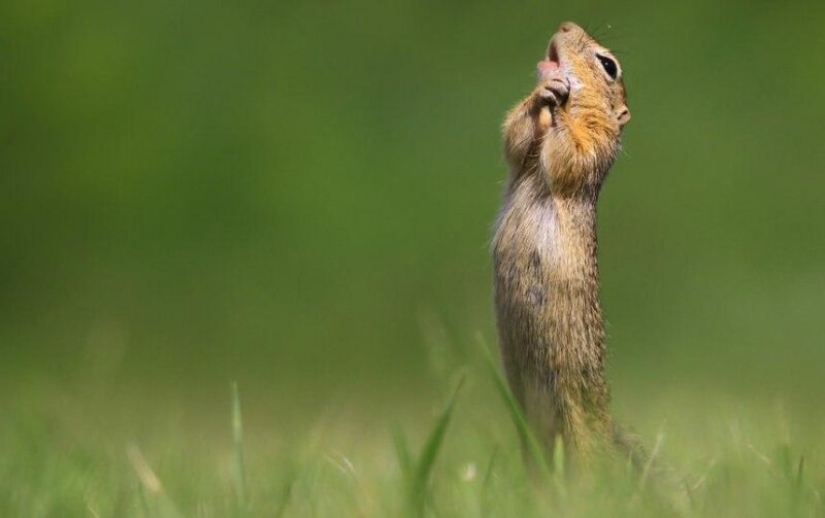 The funniest photos of wild animals from the finalists of the Comedy Wildlife Photography Awards 2020