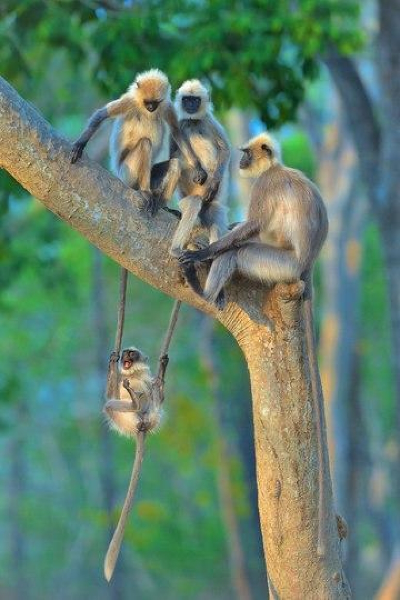 The funniest photos of wild animals from the finalists of the Comedy Wildlife Photography Awards 2020