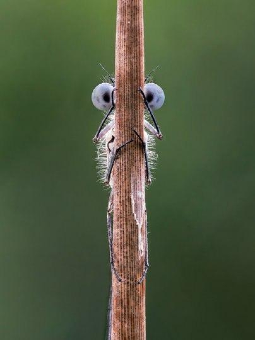 The funniest photos of wild animals from the finalists of the Comedy Wildlife Photography Awards 2020