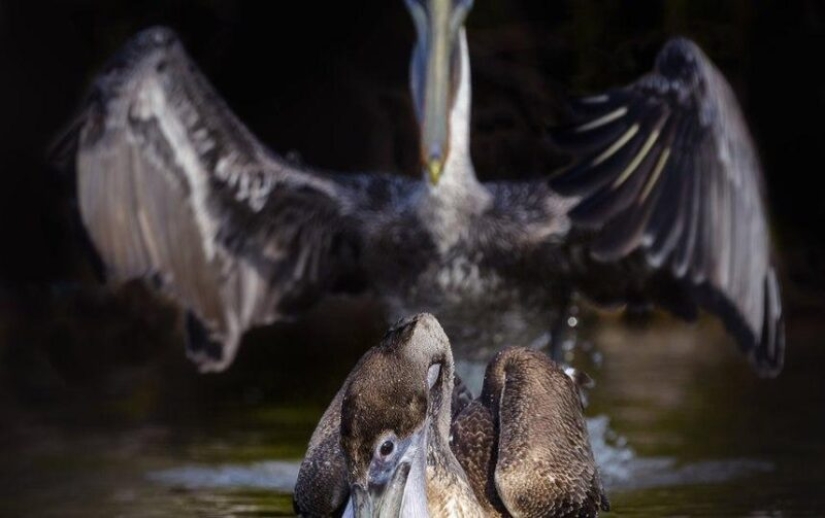 The funniest photos of wild animals from the finalists of the Comedy Wildlife Photography Awards 2020