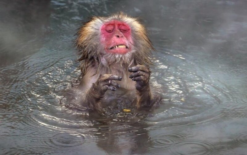 The funniest photos of wild animals from the finalists of the Comedy Wildlife Photography Awards 2020