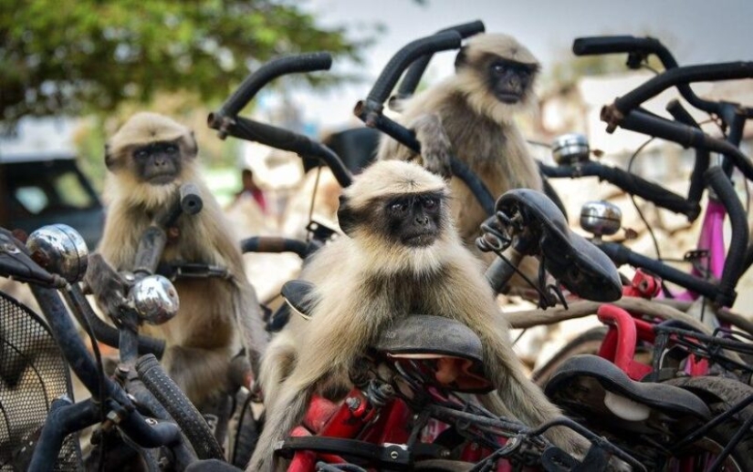The funniest photos of wild animals from the finalists of the Comedy Wildlife Photography Awards 2020