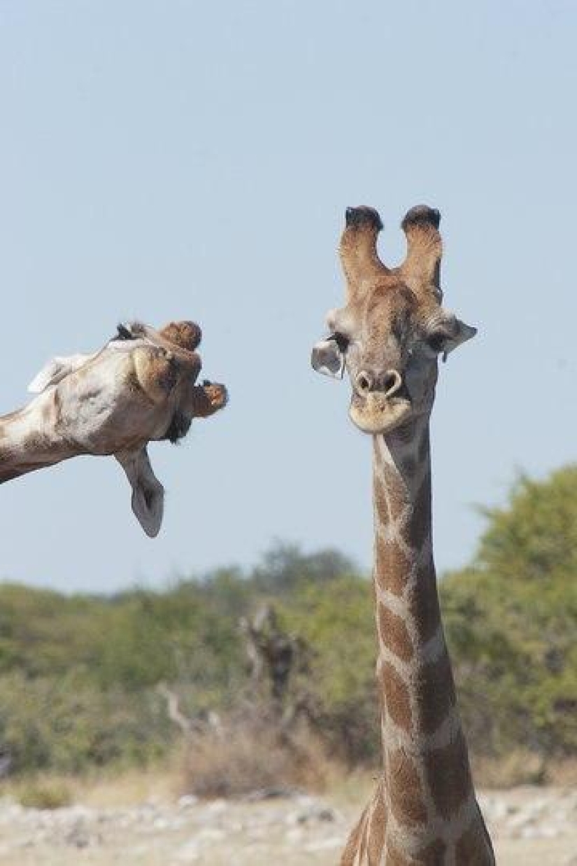 The funniest photos of wild animals from the finalists of the Comedy Wildlife Photography Awards 2020