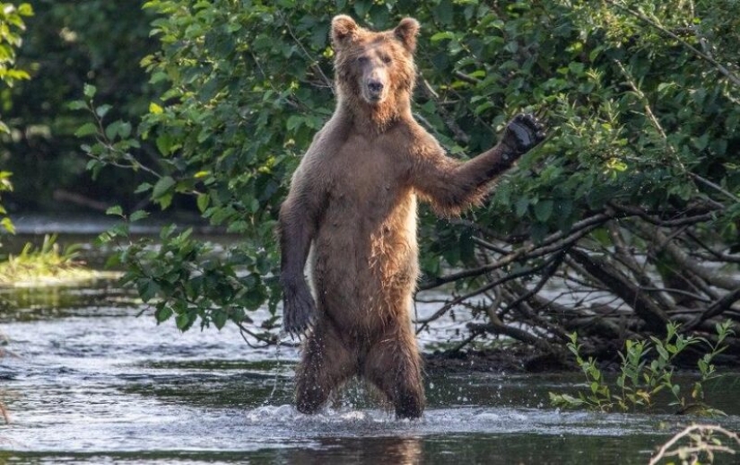 The funniest photos of wild animals from the finalists of the Comedy Wildlife Photography Awards 2020