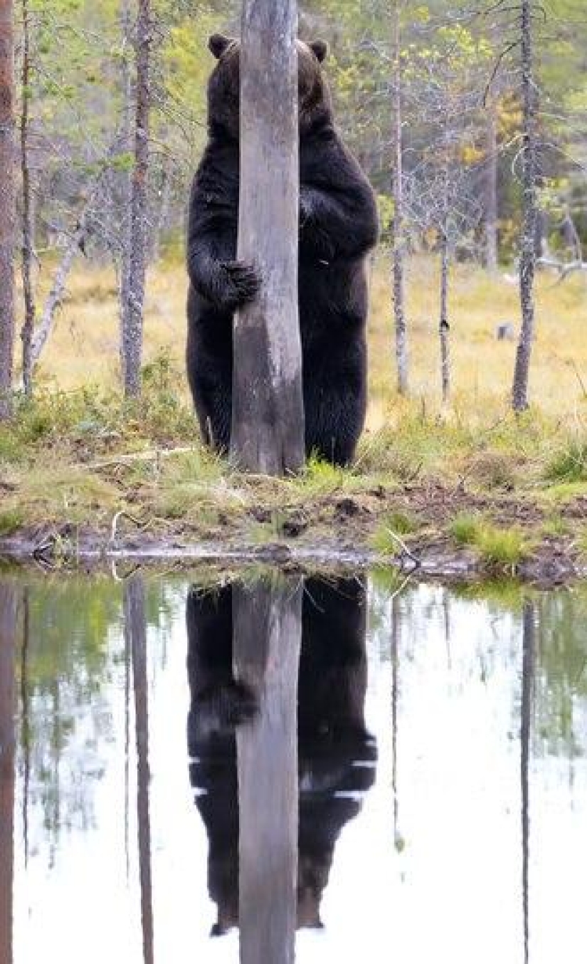 The funniest photos of wild animals from the finalists of the Comedy Wildlife Photography Awards 2020