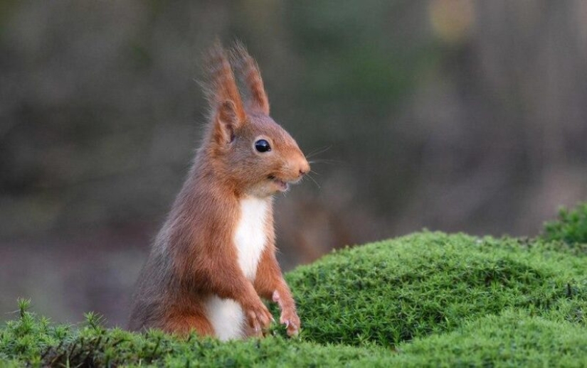 The funniest photos of wild animals from the finalists of the Comedy Wildlife Photography Awards 2020
