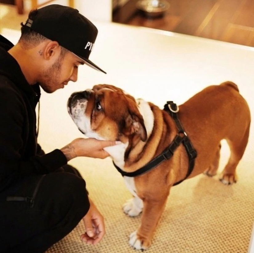 The furry stars of Instagram: Pets, which owners earn in social networks a lot of money