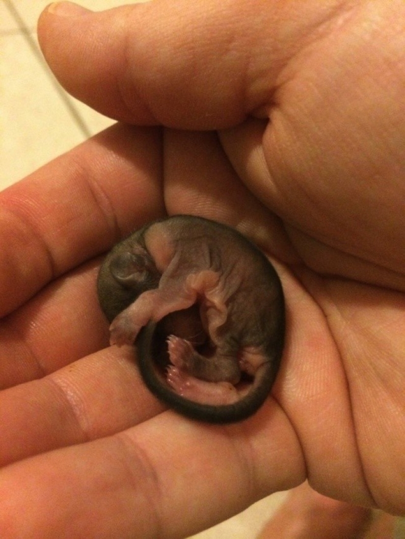 The guy decided to save this baby, not even knowing how to take care of him
