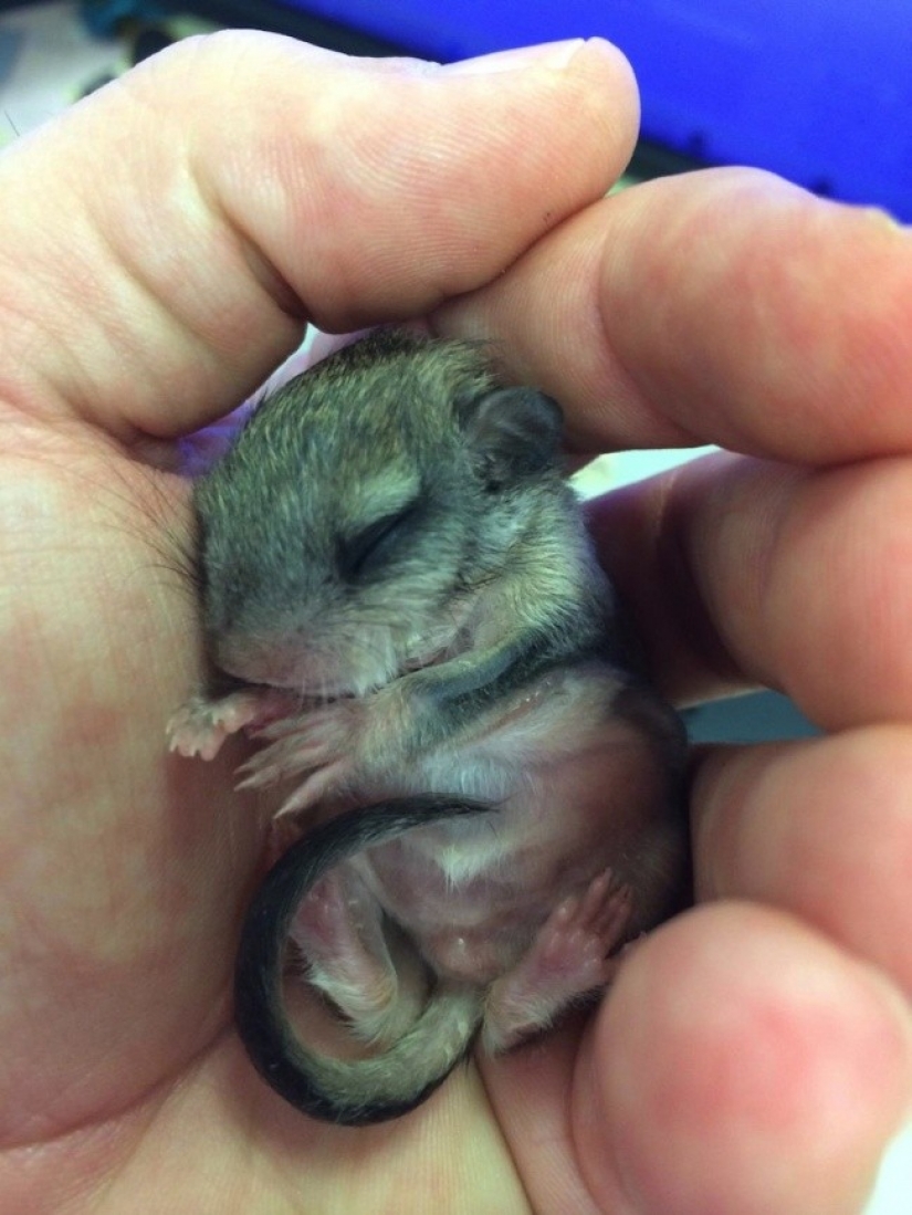 The guy decided to save this baby, not even knowing how to take care of him