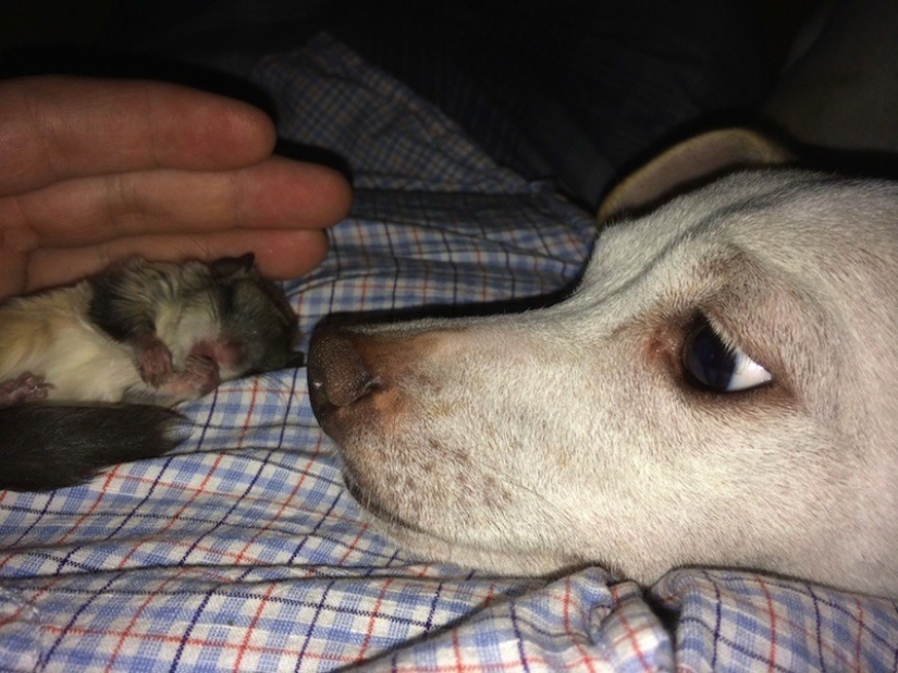 The guy decided to save this baby, not even knowing how to take care of him