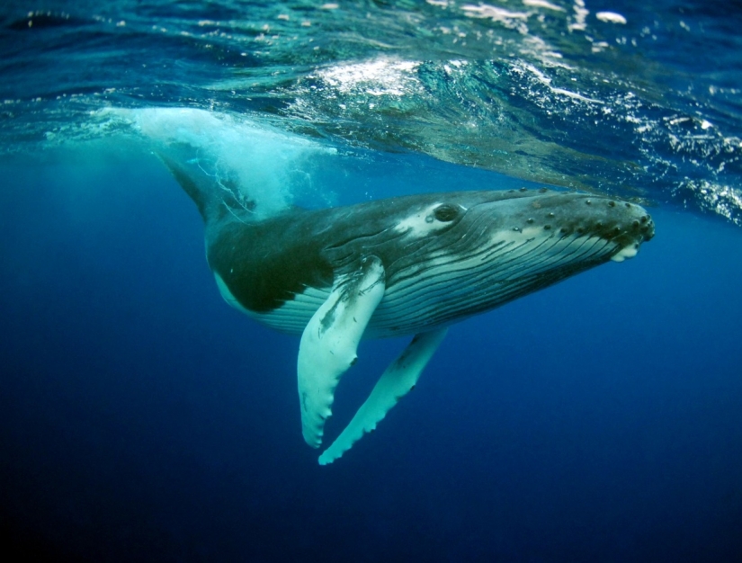 The humpback whale swallowed the diver and spat him back out