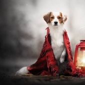 The inventor from the UK has created a street lamp that runs on dog Poo The inventor from the UK has created a street lamp that runs on dog Poo