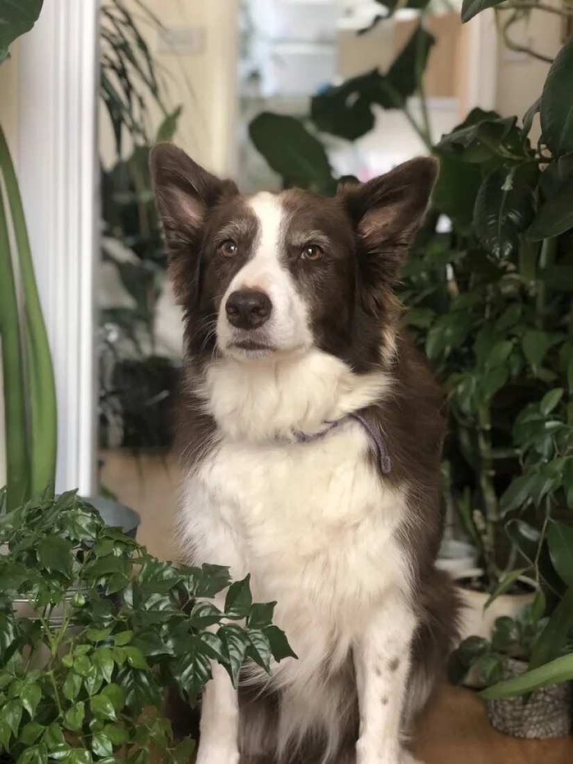 The jungle is calling: how to live in an apartment full of houseplants