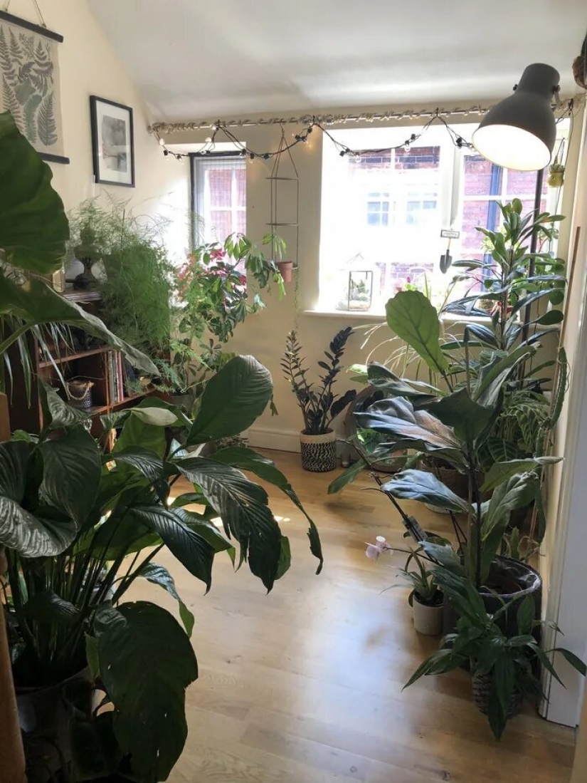 The jungle is calling: how to live in an apartment full of houseplants